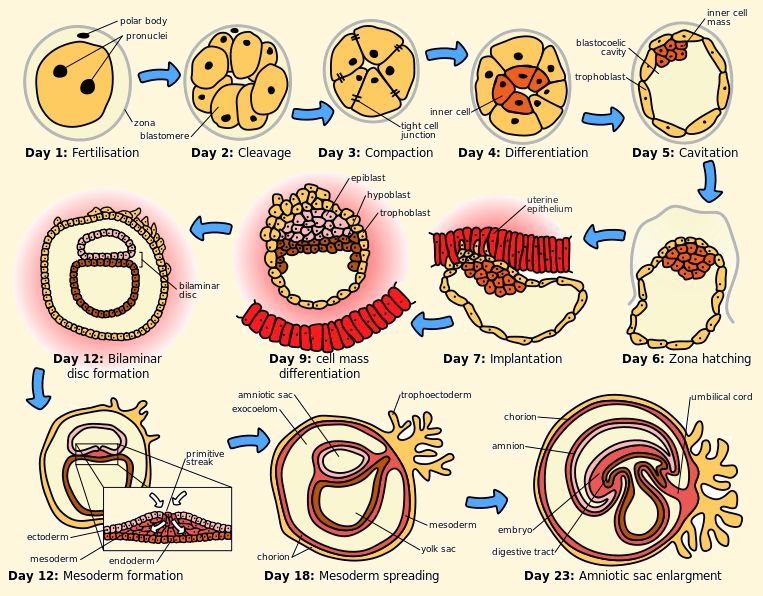 embryonic period